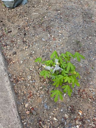 김용대님의 기타작물 · 영농일지 작성글 사진