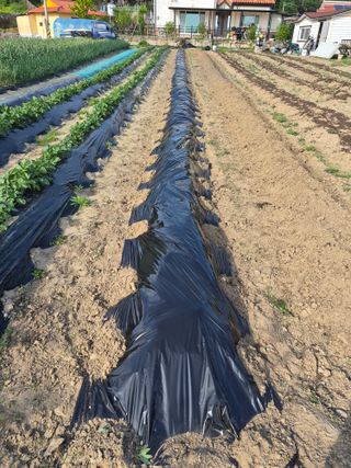 김영숙님의 감자 · 영농일지 작성글 사진