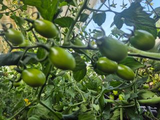 늘햇살팜 님의 기타작물 · 영농일지 작성글 사진