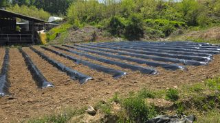 癡愚님의 기타작물 · 영농일지 작성글 사진