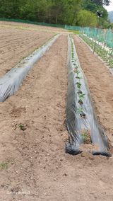 김영열님의 작성글 사진