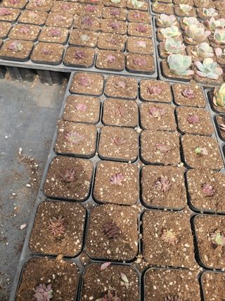 신상섭님의 기타작물 · 영농일지 작성글 사진