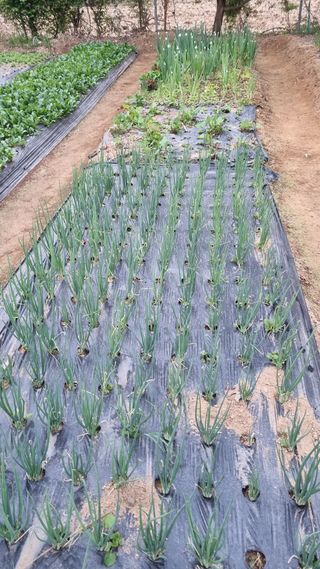 김지철님의 기타작물 · 영농일지 작성글 사진