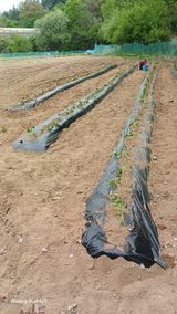 김영열님의 작성글 사진