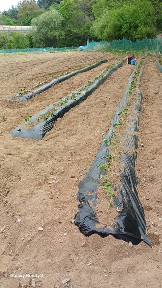 김영열님의 기타작물 · 영농일지 작성글 사진