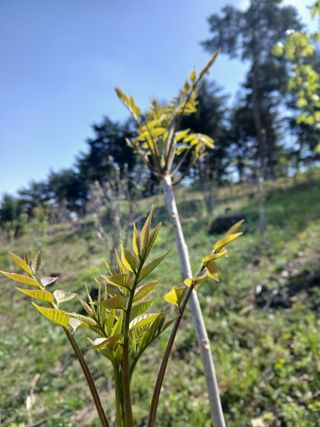 인생은 소풍처럼~님의 기타작물 · 영농일지 작성글 사진