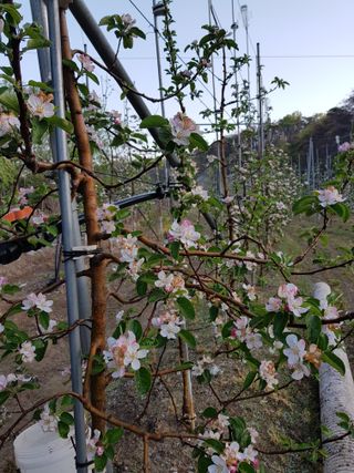 의성,군위 나상덕님의 기타작물 · 영농일지 작성글 사진