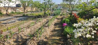 김순섭님의 기타작물 · 영농일지 작성글 사진