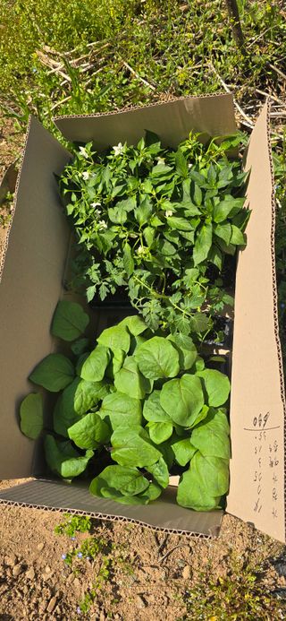 돌복숭아님의 기타작물 · 영농일지 작성글 사진