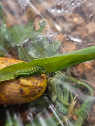 김도영님의 옥수수 · 영농일지 작성글 사진