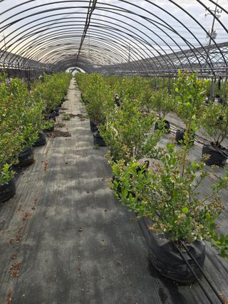 축복농장님의 기타작물 · 영농일지 작성글 사진