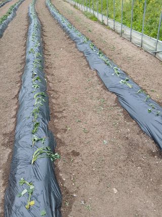 김성님의 기타작물 · 영농일지 작성글 사진