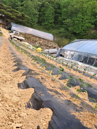 이.일신.꽃분아빠님의 기타작물 · 영농일지 작성글 사진