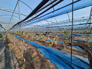 정일식님의 포도 · 영농일지 작성글 사진