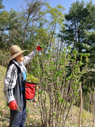 인생은 소풍처럼~님의 기타작물 · 영농일지 작성글 사진