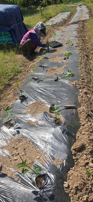 돌복숭아님의 기타작물 · 영농일지 작성글 사진