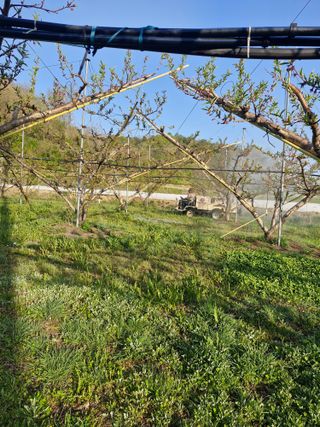 백운농원 님의 복숭아 · 영농일지 작성글 사진