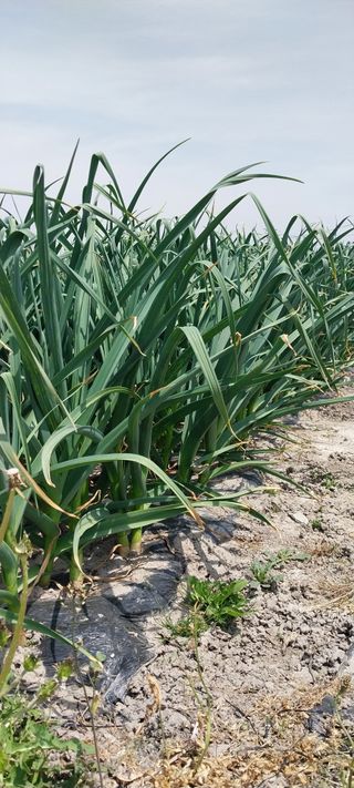 주말 농원(이시원)님의 기타작물 · 영농일지 작성글 사진