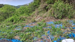 수기님의 기타작물 · 영농일지 작성글 사진