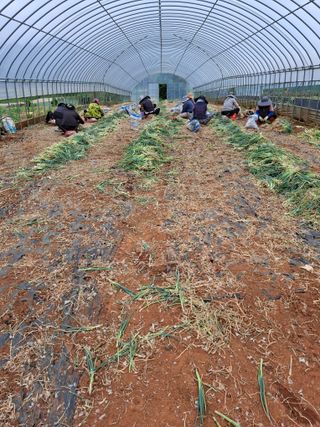 결단이님의 기타작물 · 영농일지 작성글 사진