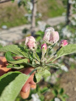 님의 기타작물 · 영농일지 작성글 사진