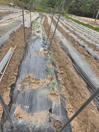 정영순님의 기타작물 · 영농일지 작성글 사진