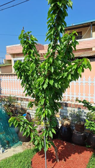 주윤발이님의 복숭아 · 영농일지 작성글 사진