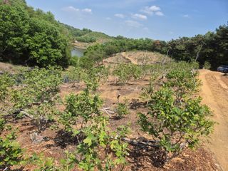 최진일님의 블루베리 · 영농일지 작성글 사진