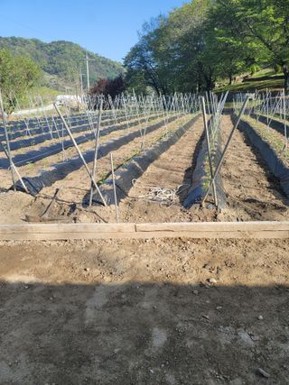 왕초보농부 이금녀님의 기타작물 · 영농일지 작성글 사진