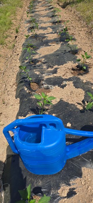 돌복숭아님의 기타작물 · 영농일지 작성글 사진