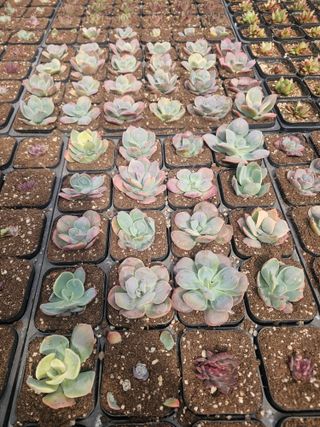 신상섭님의 기타작물 · 영농일지 작성글 사진