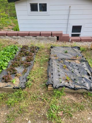 화양초보님의 고추 · 영농일지 작성글 사진