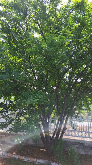 주윤발이님의 복숭아 · 영농일지 작성글 사진