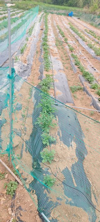 즐겁게 일하는조시형님의 감자 · 영농일지 작성글 사진