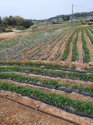 해바우님의 감자 · 영농일지 작성글 사진