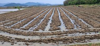 이복길님의 기타작물 · 영농일지 작성글 사진