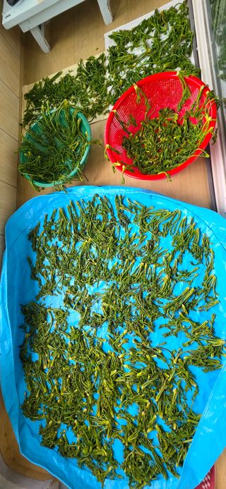 포르단밤22361님의 기타작물 · 영농일지 작성글 사진