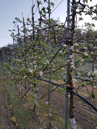 의성,군위 나상덕님의 기타작물 · 영농일지 작성글 사진