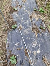 매실향기차향기님의 작성글 사진