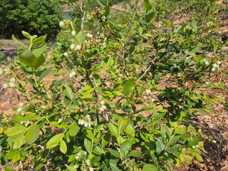 최진일님의 블루베리 · 영농일지 작성글 사진