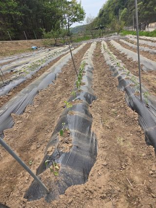 정영순님의 기타작물 · 영농일지 작성글 사진