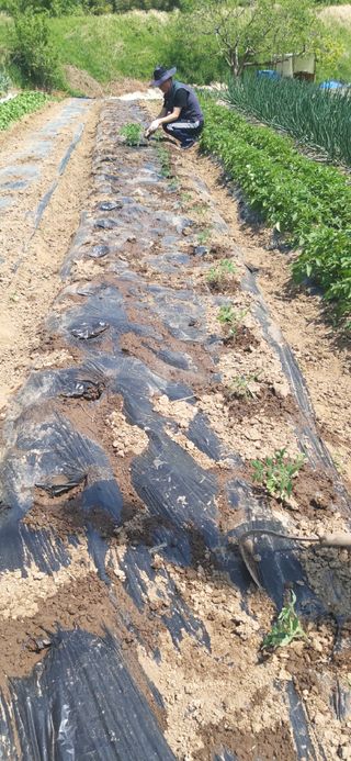 정진근 님의 기타작물 · 영농일지 작성글 사진