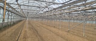 김명숙님의 오이 · 영농일지 작성글 사진