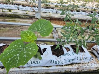 늘햇살팜 님의 기타작물 · 영농일지 작성글 사진