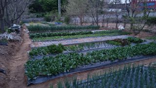 김지철님의 기타작물 · 영농일지 작성글 사진