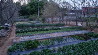 김지철님의 기타작물 · 영농일지 작성글 사진