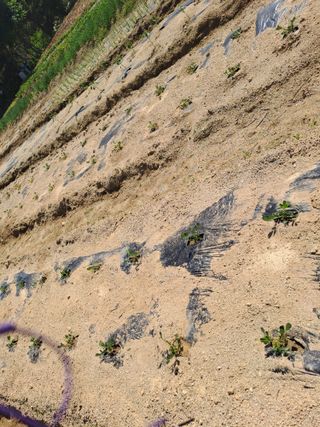 김금옥님의 고추 · 영농일지 작성글 사진