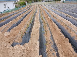 최남옥님의 기타작물 · 영농일지 작성글 사진