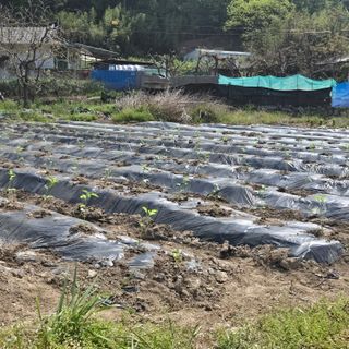 동동예행복농장님의 기타작물 · 영농일지 작성글 사진