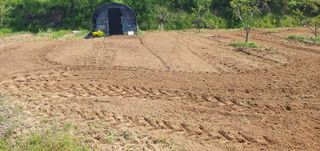 김영진님의 감 · 영농일지 작성글 사진